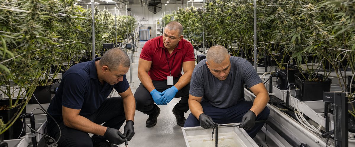 Why work with CBD Rastro — THC Free CBD