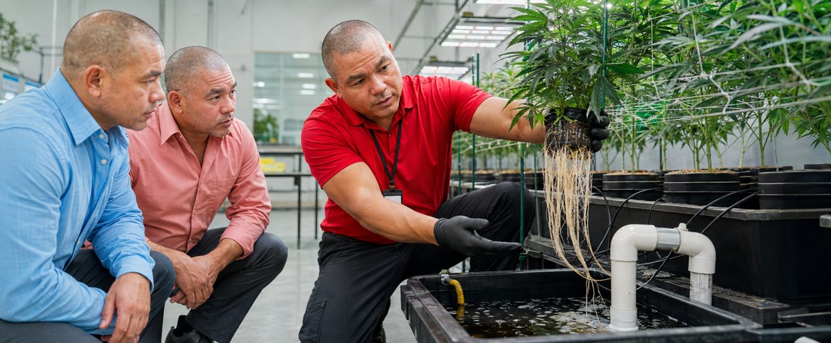 Why work with CBD Rastro — Hemp Extract Oil